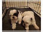Shih Tzu PUPPY FOR SALE ADN-840502 - Shih tzu puppy