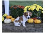 Jack Russell Terrier PUPPY FOR SALE ADN-840489 - Jack Russell Terrier For Sale
