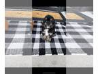 Cavapoo PUPPY FOR SALE ADN-840481 - Cavapoo