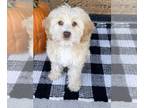 Cock-A-Poo PUPPY FOR SALE ADN-840466 - Cockapoo puppies