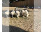 Great Pyrenees PUPPY FOR SALE ADN-840463 - Great Pyrenees puppies for sale