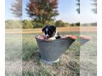 Miniature Australian Shepherd PUPPY FOR SALE ADN-840459 - ACA Mini Aussie Female
