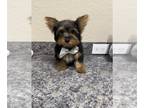 Yorkshire Terrier PUPPY FOR SALE ADN-840457 - Yorkies