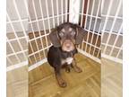 Beagle PUPPY FOR SALE ADN-840437 - Beautiful beagle lab mix puppies