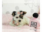 Maltipoo PUPPY FOR SALE ADN-840424 - adorable