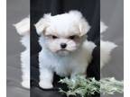 Maltese PUPPY FOR SALE ADN-840423 - Female Maltese Piper