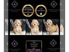 Maltipoo PUPPY FOR SALE ADN-840422 - Max F1B Maltipoo
