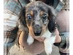 Dachshund PUPPY FOR SALE ADN-840418 - Dachshund Puppy