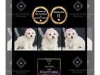 Maltipoo PUPPY FOR SALE ADN-840416 - Ruby F1 Maltipoo