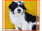 Pug-Shih Tzu Mix PUPPY FOR SALE ADN-840407 - Eddie
