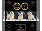 Maltipoo PUPPY FOR SALE ADN-840404 - Marley F1 Maltipoo