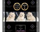 Maltipoo PUPPY FOR SALE ADN-840397 - Cuddles F1 Maltipoo