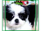 Mal-Shi PUPPY FOR SALE ADN-840393 - Duke