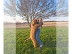 Goldendoodle PUPPY FOR SALE ADN-840391 - 2 yr old Standard Male Goldendoodle