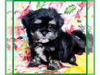 Mal-Shi PUPPY FOR SALE ADN-840390 - Diesel