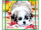 Mal-Shi PUPPY FOR SALE ADN-840388 - Dexter