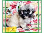 Mal-Shi PUPPY FOR SALE ADN-840384 - Dash will melt your heart