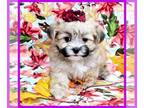 Mal-Shi PUPPY FOR SALE ADN-840382 - Daisy