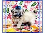 Mal-Shi PUPPY FOR SALE ADN-840378 - Chill with Cookie