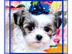 Mal-Shi PUPPY FOR SALE ADN-840377 - Check out Chico