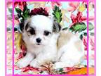 Mal-Shi PUPPY FOR SALE ADN-840376 - Meet Casey Today