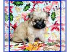Mal-Shi PUPPY FOR SALE ADN-840375 - Captain