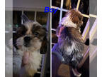 Cock-A-Tzu PUPPY FOR SALE ADN-840371 - Cockatzu Puppy