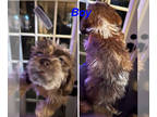 Cock-A-Tzu PUPPY FOR SALE ADN-840370 - Cockatzu Puppy