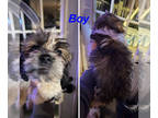 Cock-A-Tzu PUPPY FOR SALE ADN-840369 - Cockatzu Puppy