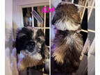 Cock-A-Tzu PUPPY FOR SALE ADN-840368 - Cockatzu Puppy
