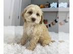Cock-A-Poo PUPPY FOR SALE ADN-840364 - Adorable Cockapoos