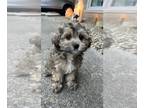 Cock-A-Poo PUPPY FOR SALE ADN-840363 - Adorable Cockapoos