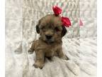 Shih-Poo PUPPY FOR SALE ADN-840361 - Adorable Toy ShihPoo Puppies