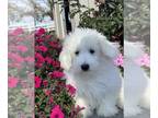 Coton de Tulear PUPPY FOR SALE ADN-840359 - Archie