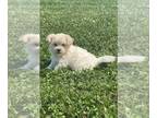 Havanese PUPPY FOR SALE ADN-840358 - Havanese Haley