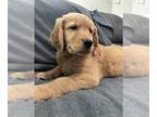 Golden Retriever PUPPY FOR SALE ADN-840355 - AKC Golden Retrievers