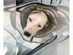 Anatolian Shepherd Mix DOG FOR ADOPTION RGADN-1387347 - Macduff - Anatolian