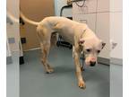 Dogo Argentino DOG FOR ADOPTION RGADN-1387427 - FABIO - Dogo Argentino (medium