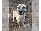 Mastiff DOG FOR ADOPTION RGADN-1388312 - REMINGTON - Mastiff (medium coat) Dog