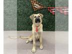 Labrador Retriever Mix DOG FOR ADOPTION RGADN-1389267 - ROO - Labrador Retriever