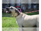 Anatolian Shepherd Mix DOG FOR ADOPTION RGADN-1088806 - Tarzan - Anatolian