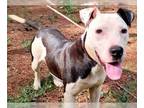 Boxer Mix DOG FOR ADOPTION RGADN-1176178 - Adilynn - Terrier / Boxer / Mixed