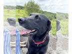 Labrador Retriever DOG FOR ADOPTION RGADN-1217083 - Enzo - Labrador Retriever
