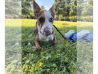 Doxle DOG FOR ADOPTION RGADN-1343799 - Mantine - Dachshund / Beagle / Mixed Dog