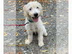 Golden Retriever-Poodle (Toy) Mix DOG FOR ADOPTION RGADN-1374812 - Russ - Poodle