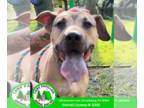 Black Mouth Cur Mix DOG FOR ADOPTION RGADN-1374895 - Dante - Black Mouth Cur /