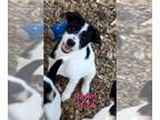 Rat Terrier Mix DOG FOR ADOPTION RGADN-1378777 - Raylin - Wirehaired Fox Terrier