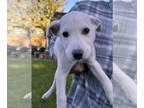 Labrador Retriever Mix DOG FOR ADOPTION RGADN-1378993 - Toby (NY-Lia) - Labrador