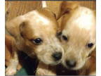 Beagle Mix DOG FOR ADOPTION RGADN-1381342 - Heeler/JRT/Lab/Beagle mix (girls) -