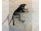 Miniature Bull Terrier Mix DOG FOR ADOPTION RGADN-1382676 - Burpee (Hurricane